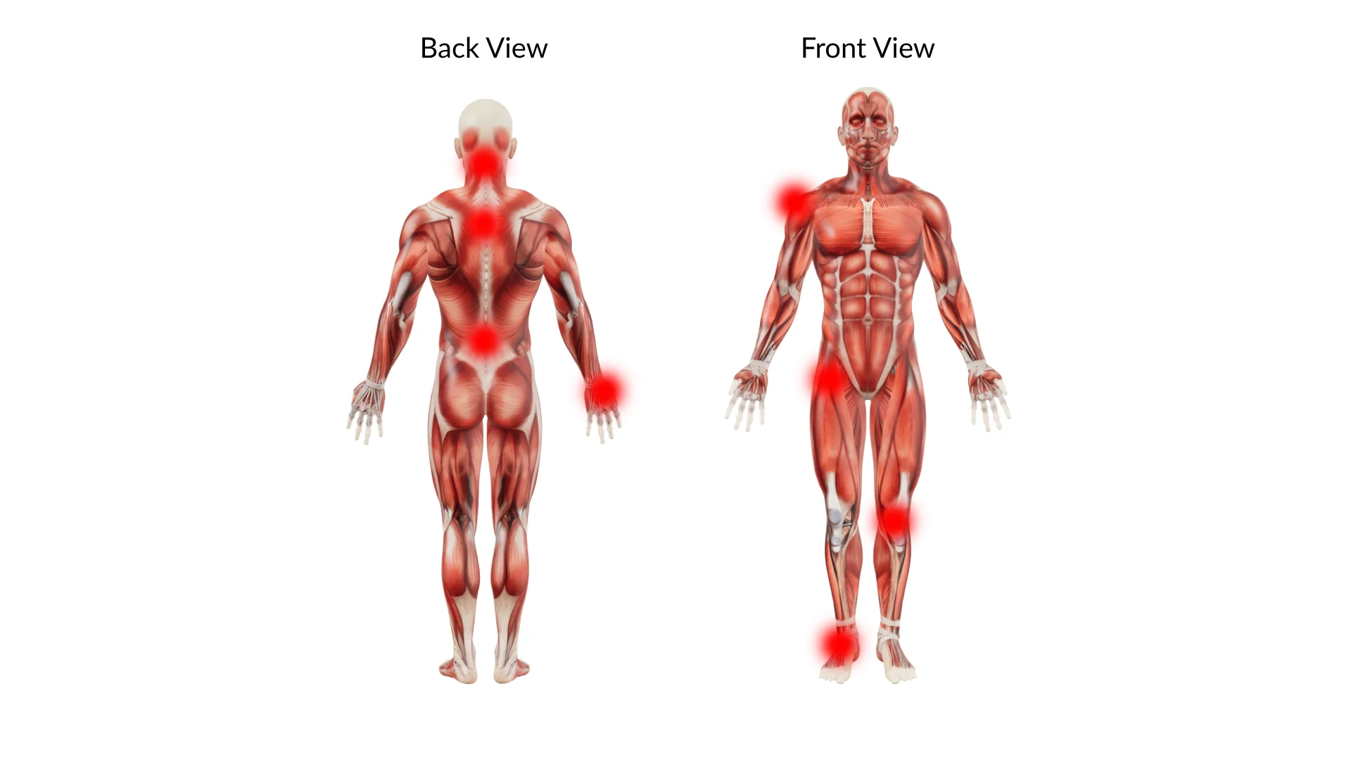 Interactive anatomical body diagram — front and back views